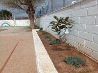 plantacion de nispero y aromaticas